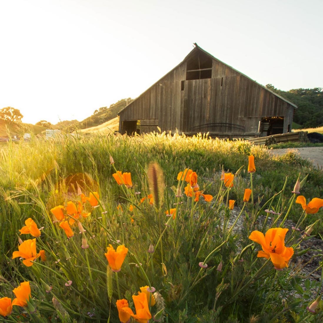 A field of poppies and an old barn during sunset