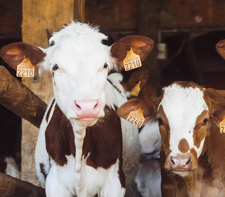 Two brown and white cows with tags on their ears